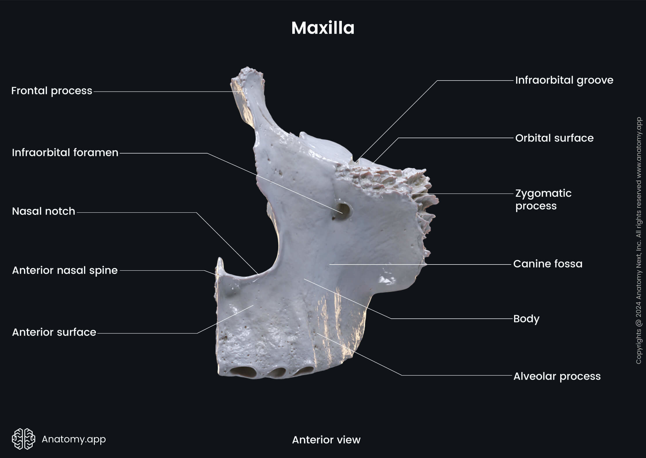 Maxilla anatomy